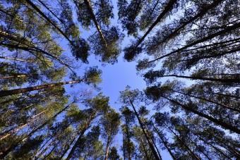 bosques cambio climático